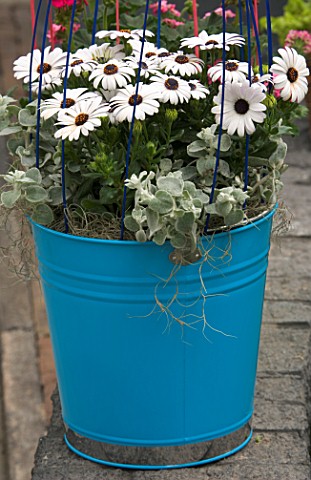 BLUE_PAINTED_BUCKET_CONTAINER_PLANTED_WITH_HELICHRYSUM_AND_WHITE_OSTEOSPERMUM_KEUKENHOF_GARDENS__HOL