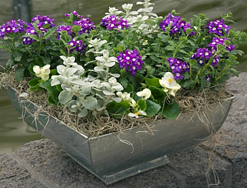 SQUARE_METAL_CONTAINER_PLANTED_WITH_HELICHRYSUM_AND_PURPLE_VERBENA_KEUKENHOF_GARDENS__HOLLAND