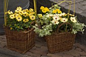 TWO WICKER BASKET CONTAINER PLANTED WITH HELICHRYSUM AND YELLOW OSTEOSPERMUMS. KEUKENHOF GARDENS  HOLLAND