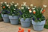 BLUE PAINTED TERRACOTTA CONTAINERS PLANTED WITH MUSCARI  WHITE NARCISSUS AND ORANGE TULIP . KEUKENHOF GARDENS  NETHERLANDS