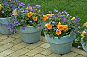 BLUE PAINTED TERRACOTTA CONTAINERS PLANTED WITH ORANGE PANSIES AND ANEMONE BLANDA. KEUKENHOF GARDENS  NETHERLANDS