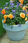 BLUE PAINTED TERRACOTTA CONTAINER PLANTED WITH ORANGE PANSIES AND ANEMONE BLANDA. KEUKENHOF GARDENS  NETHERLANDS