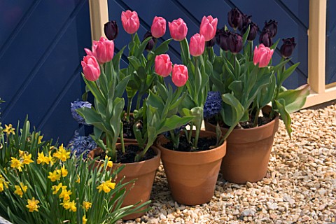 PINK_AND_PURPLE_TULIPS_IN_TERRACOTTA_CONTAINERS_BESIDES_A_BLUE_FENCE_KEUKENHOF_GARDENS__NETHERLANDS