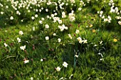 MEADOW OF NARCISSI AND FRITILLARIA MELEAGRIS  PETTIFERS  OXFORDSHIRE  SPRING