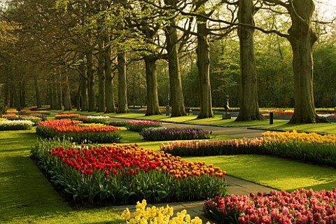 THE_KEUKENHOF_GARDENS__NETHERLANDS__SPRING_OVERVIEW_OF_TULIPS_IN_BEDS_IN_LATE_EVENING