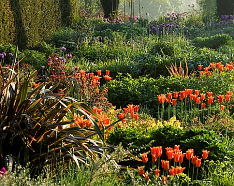 PETTIFERS_GARDEN__OXFORDSHIRE_SPRING_BORDERS_IN_THE_EARLY_MORNING_PLANTED_WITH_LILY_FLOWERED_TULIP_B