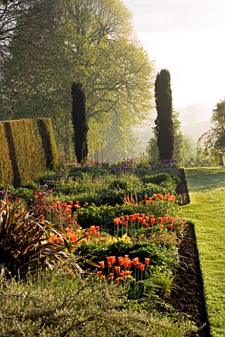 PETTIFERS_GARDEN__OXFORDSHIRE_BORDERS_IN_THE_EARLY_MORNING_PLANTED_WITH_LILY_FLOWERED_TULIP_BALLERIN