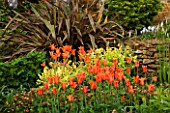 PETTIFERS GARDEN  OXFORDSHIRE: BORDER WITH PHORMIUM AND LILY FLOWERED TULIP BALLERINA