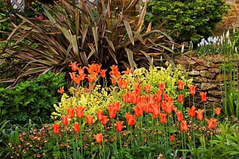 PETTIFERS_GARDEN__OXFORDSHIRE_BORDER_WITH_PHORMIUM_AND_LILY_FLOWERED_TULIP_BALLERINA