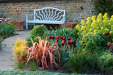 PETTIFERS_GARDEN__OXFORDSHIRE_SPRING_BORDER_BESIDE_BLUE_BENCH_SEAT_WITH_PHORMIUM__TULIP_ABU_HASSAN_A