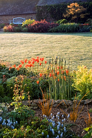 PETTIFERS_GARDEN__OXFORDSHIRE_EARLY_MORNING_LIGHT_ON_SPRING_BORDER_AND_LAWN_WITH_BLUE_BENCH_SEAT_IN_