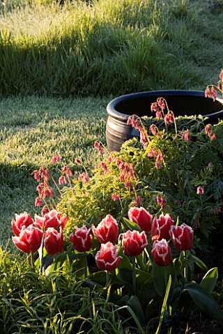 PETTIFERS_GARDEN__OXFORDSHIRE_TULIPA_CZAR_PETER_AND_A_DICENTRA_BESIDE_THE_LAWN_AT_DAWN