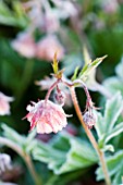 PETTIFERS  OXFORDSHIRE: GEUM PINK FRILLS IN FROST