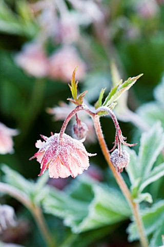 PETTIFERS__OXFORDSHIRE_GEUM_PINK_FRILLS_IN_FROST