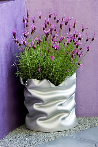 FRENCH_LAVENDER_IN_CONTEMPORARY_CONTAINER__IN_SUNDAY_MIRRORJEYES_FLUID_COURTYARD_GARDEN__CHELSEA_200