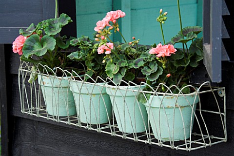 PINK_GERANIUMS_IN_PALE_GREEN_POST_IN_WIRE_WINDOW_BOX