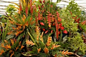 CHELSEA FLOWER SHOW 2005: EXOTIC DISPLAY OF PLANTS IN THE MARQUEE