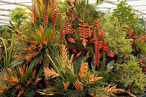 CHELSEA_FLOWER_SHOW_2005_EXOTIC_DISPLAY_OF_PLANTS_IN_THE_MARQUEE