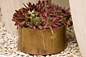 CIRCULAR BRONZE CONTAINER PLANTED WITH SEMPERVIVUMS. DESIGN BY GREEN INTERIORS