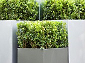GALVANISED METAL CONTAINERS PLANTED WITH BOX. DESIGN BY GREEN INTERIORS
