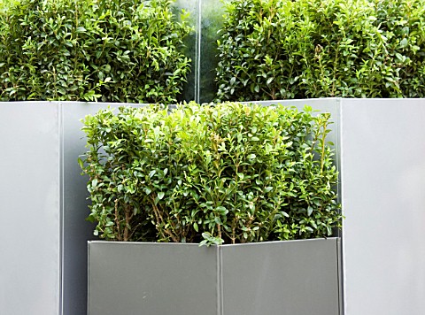 GALVANISED_METAL_CONTAINERS_PLANTED_WITH_BOX_DESIGN_BY_GREEN_INTERIORS