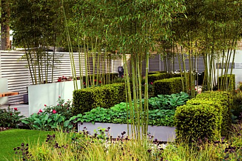 BAMBOO_UNDERPLANTED_WITH_BOXED_YEW_HEDGING_AND_RAISED_HOSTA_BEDS__IN_HIS_LATE_HIGHNESS_SHAIKH_ZAYED_