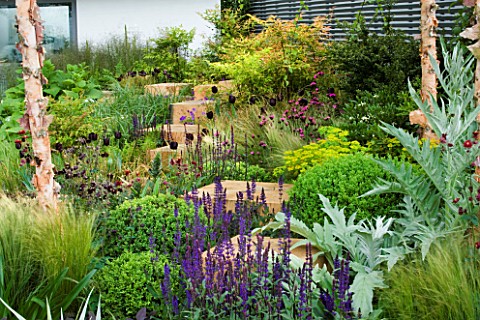 WOODEN_CUBES_ACT_AS_STEPPING_SQUARES_AMONGST_BORDER_WITH_GRASSES_AND_CARDOON_MERRILL_LYNCH_GARDEN___