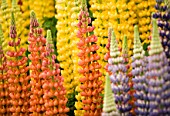WESTCOUNTRY LUPINS: MULTI- COLOURED LUPINS ON DISPLAY AT THE CHELSEA FLOWER SHOW