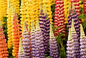 WESTCOUNTRY NURSERIES: MULTI- COLOURED LUPINS ON DISPLAY AT THE CHELSEA FLOWER SHOW