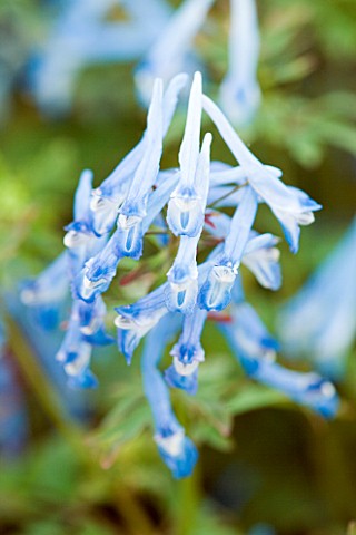 CORYDALIS_FLEXUOSA_CHINA_BLUE_EARLY_SPRING_FLOWERS