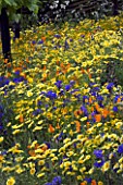 CALIFORNIAN MEADOW PLANTING IN FETZER WINES GARDEN  CHELSEA 2005. DESIGN KATE FREY