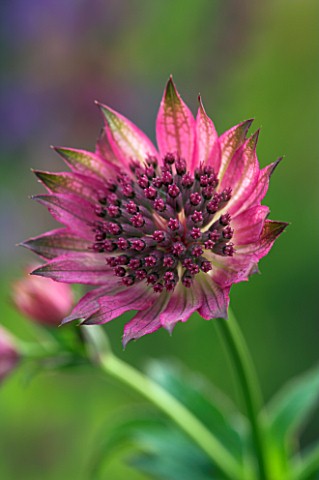 ASTRANTIA_ROMA