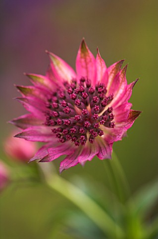 ASTRANTIA_ROMA