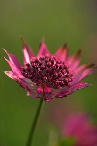 ASTRANTIA_ROMA