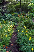 WOODCHIPPINGS  NORTHANTS: A PATH THROUGH THE OLD ORCHARD LINED WITH SINGLE AND DOUBLE FORMS OF MECONOPSIS CAMBRICA. WOODLAND  SHADE  SHADY  SPRINGS