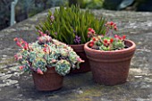 TERRACOTTA CONTAINERS PLANTED WITH ECHEVERIA AND LEDEBOURIA COOPERI BEHIND. JANET CROPLEY GARDEN  HILL GROUNDS  NORTHAMPTONSHIRE.