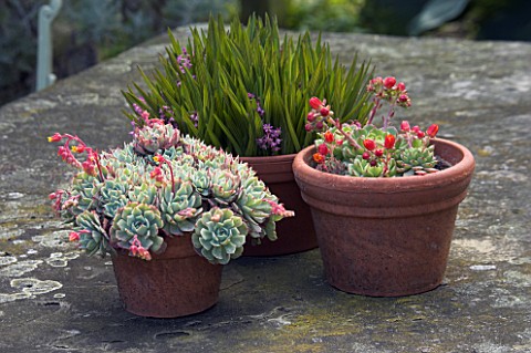 TERRACOTTA_CONTAINERS_PLANTED_WITH_ECHEVERIA_AND_LEDEBOURIA_COOPERI_BEHIND_JANET_CROPLEY_GARDEN__HIL