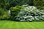 LAWN AND VIBURNUM TOMENTOSUM LANARTH. JANET CROPLEY GARDEN  HILL GROUNDS  NORTHAMPTONSHIRE.