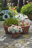 SEMPERVIVUMS IN TERRACOTTA CONTAINERS ON STONE TABLE. DESIGNER: JANET CROPLEY