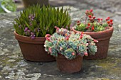 TERRACOTTA CONTAINERS ON STONE TABLE WITH SEMPERVIVUMS: DESIGNER: JANET CROPLEY