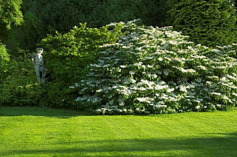 LAWN_AND_VIBURNUM_TOMENTOSUM_LANARTH_JANET_CROPLEY_GARDEN__HILL_GROUNDS__NORTHAMPTONSHIRE