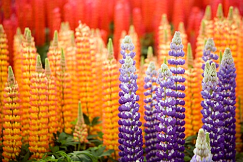 PURPLE__ORANGE_AND_RED_LUPINS_FLOWERS__PERENNIAL