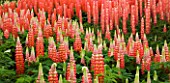 LUPIN TEQUILA FLAME