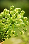 CLOSE UP OF ANGELICA ARCHANGELICA FLOWERS