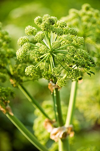 CLOSE_UP_OF_ANGELICA_ARCHANGELICA_FLOWERS