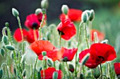 RED ANNUAL POPPIES (PAPAVER RHOEAS)   IN A MEADOW