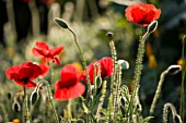 RED ANNUAL POPPIES (PAPAVER RHOEAS)  IN MEADOW