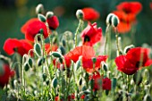 RED POPPIES (PAPAVER RHOEAS)  IN A MEADOW