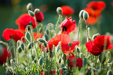 RED_POPPIES_PAPAVER_RHOEAS__IN_A_MEADOW