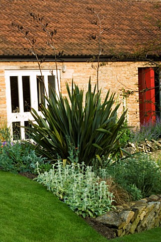 PHORMIUM_TENAX_AND_STACHYS_IN_THE_BACK_GARDEN_OF_WINGWELL_NURSERY___RUTLAND